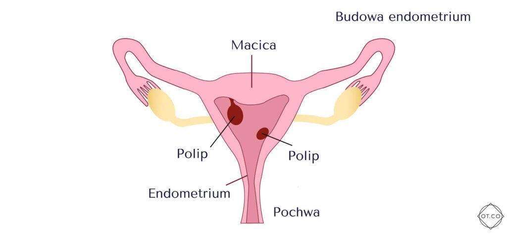 budowa endometrium